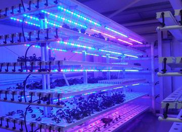 Tape LED per le piante: un modo economico per l'illuminazione