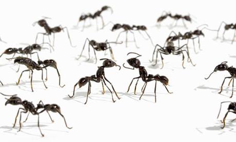 Interpretazione dei sogni: cosa sogna la formica?