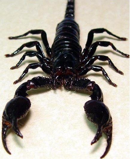 Compatibilità: Scorpione maschile - Gemelli femminili innamorati