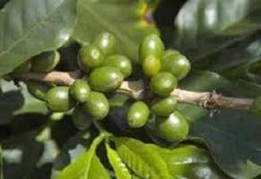 Tutto sul caffè verde in compresse: recensioni, specifiche e dosaggio raccomandato